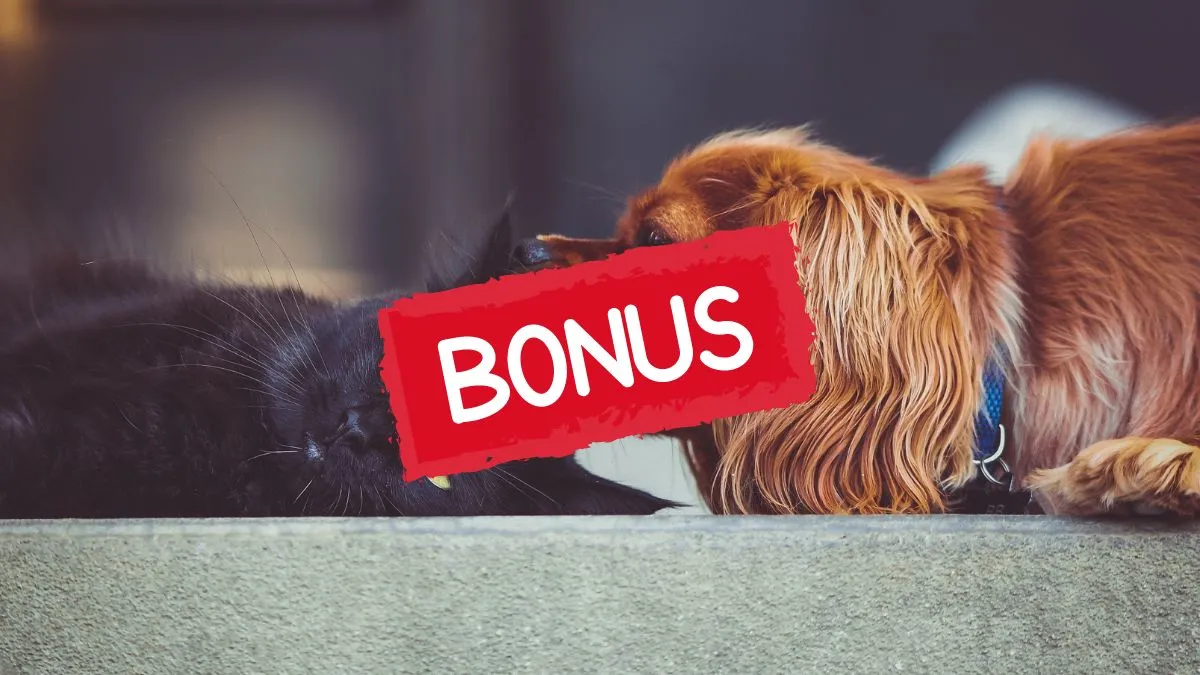 Bonus animali domestici 2025